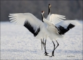 Japanese-Crane;Red-crowned-Crane;Crane;Grus-japonensis;Japan;Dancing-bird;one-an